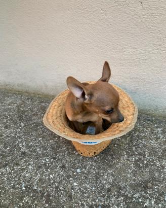 Cucciolo di Pinscher