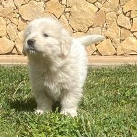 Cuccioli pastore maremmano abruzzese (Pedigree)