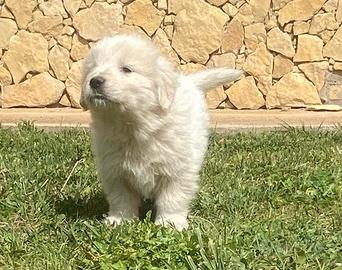 Cuccioli pastore maremmano abruzzese (Pedigree)
