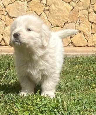 Cuccioli pastore maremmano abruzzese (Pedigree)