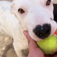 Cucciolo mix Pitbull in adozione