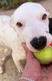 Cucciolo mix Pitbull in adozione