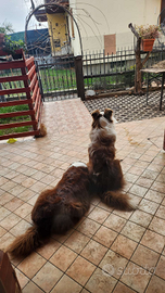 Nuovi cuccioli pastore australiano