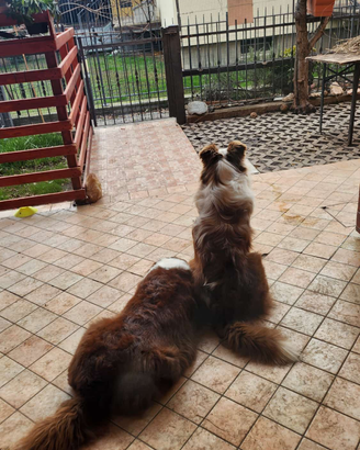 Nuovi cuccioli pastore australiano