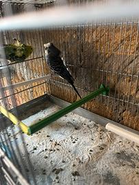 Coppia cocoriti