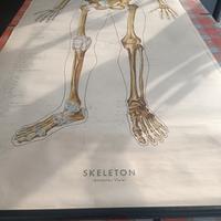 Tavola scolastica corpo umano 