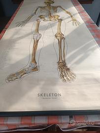 Tavola scolastica corpo umano 