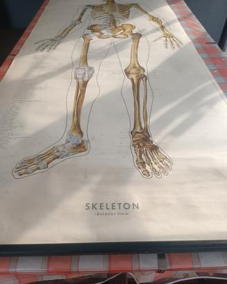 Tavola scolastica corpo umano 