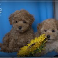 Cuccioli di Barboncino toy con Pedigree