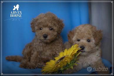 Cuccioli di Barboncino toy con Pedigree
