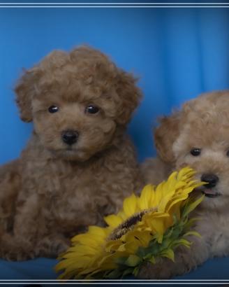 Cuccioli di Barboncino toy con Pedigree