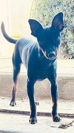 Cucciolone di Pincher nero focato