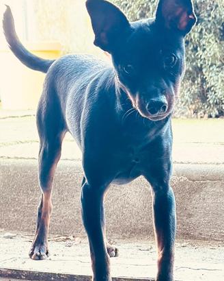 Cucciolone di Pincher nero focato