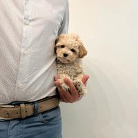 Maltipoo Crema "mini toy" maltese barboncino