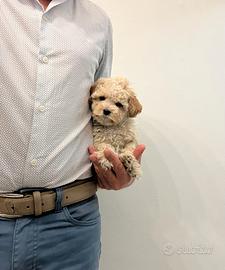 Maltipoo Crema "mini toy" maltese barboncino