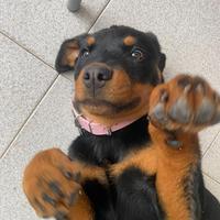 Rottweiler 4 mesi