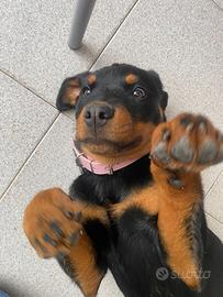 Rottweiler 4 mesi