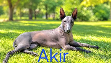 Xoloitzcuintle – Maschio