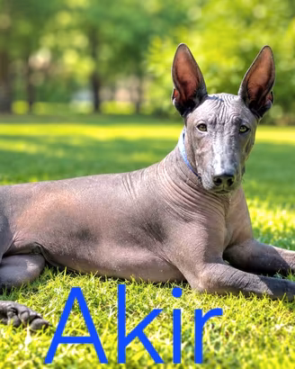 Xoloitzcuintle – Maschio