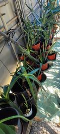 Piante Aloe Vera in vaso