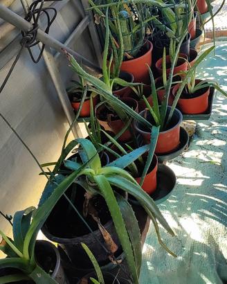 Piante Aloe Vera in vaso