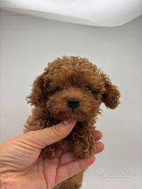 Barboncino mini toy red