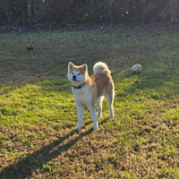 Akita inu per accoppiamento