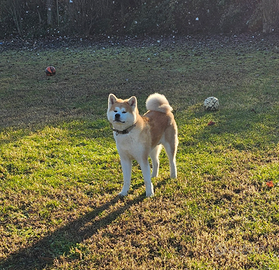 Akita inu per accoppiamento