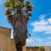 Palma Washingtonia