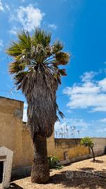 Palma Washingtonia
