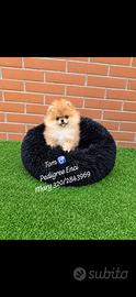 Spitz Pomerania boy/Pedigree Enci