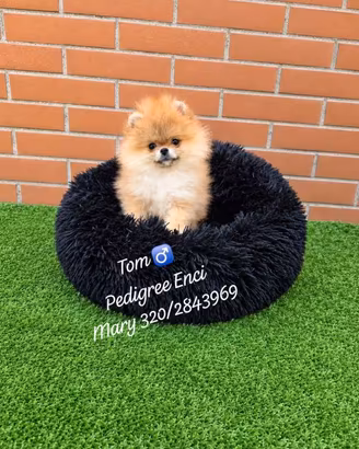 Spitz Pomerania boy/Pedigree Enci