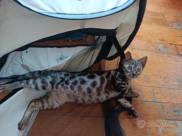 Gattino bengala maschio