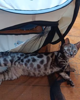 Gattino bengala maschio