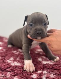 Amstaff Blue: Cuccioli Disponibili
