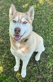 Husky