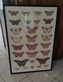 Stampa con cornice Ikea