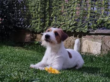Jack Russel 