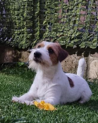 Jack Russel 