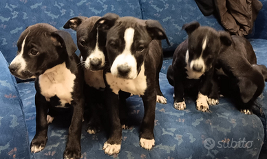 Cuccioli pitbull / amstaff