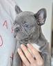 bulldog-francese-puppy-blu-french-bouledogue