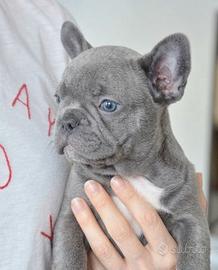 BULLDOG FRANCESE PUPPY BLU - french bouledogue