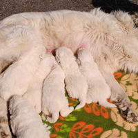 Cuccioli Pastore Maremmano
