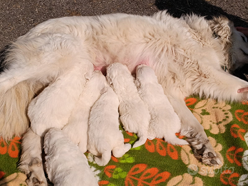 Cuccioli Pastore Maremmano