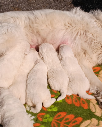 Cuccioli Pastore Maremmano