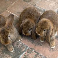 Cuccioli di Coniglio Ariete Nano