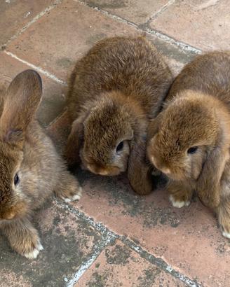 Cuccioli di Coniglio Ariete Nano
