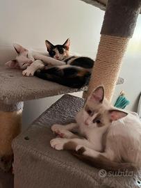 Gattini dolci ed affettuosi