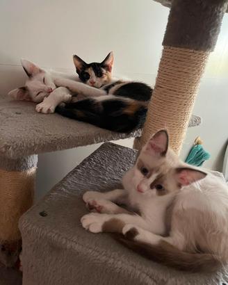 Gattini dolci ed affettuosi