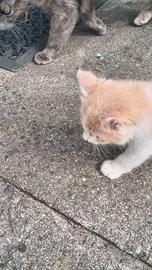 Gattino maschio di due mesi